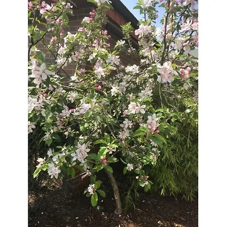 Apartament Summer Breeze