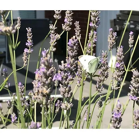 Summer Breeze Bad Zwischenahn