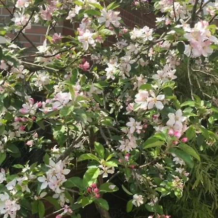 Summer Breeze Apartament Bad Zwischenahn